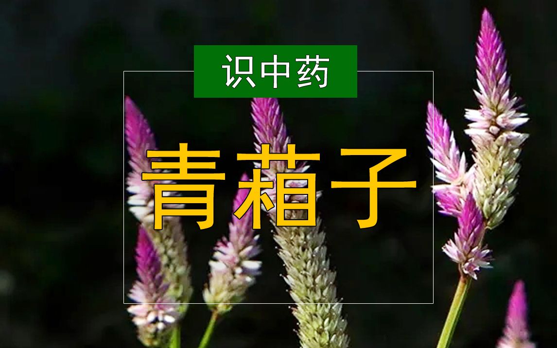 随处可见的杂草,竟然是中草药.哔哩哔哩bilibili