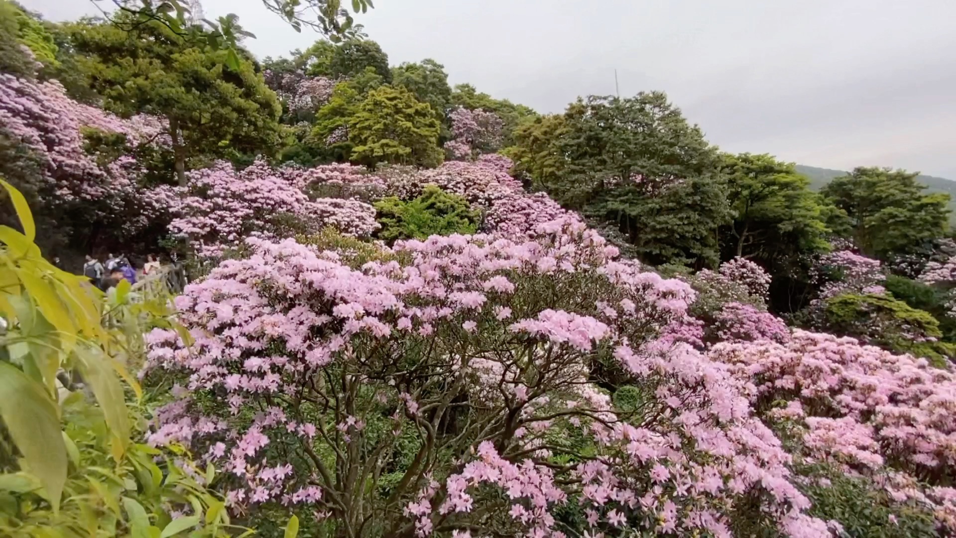 梧桐山杜鹃花节