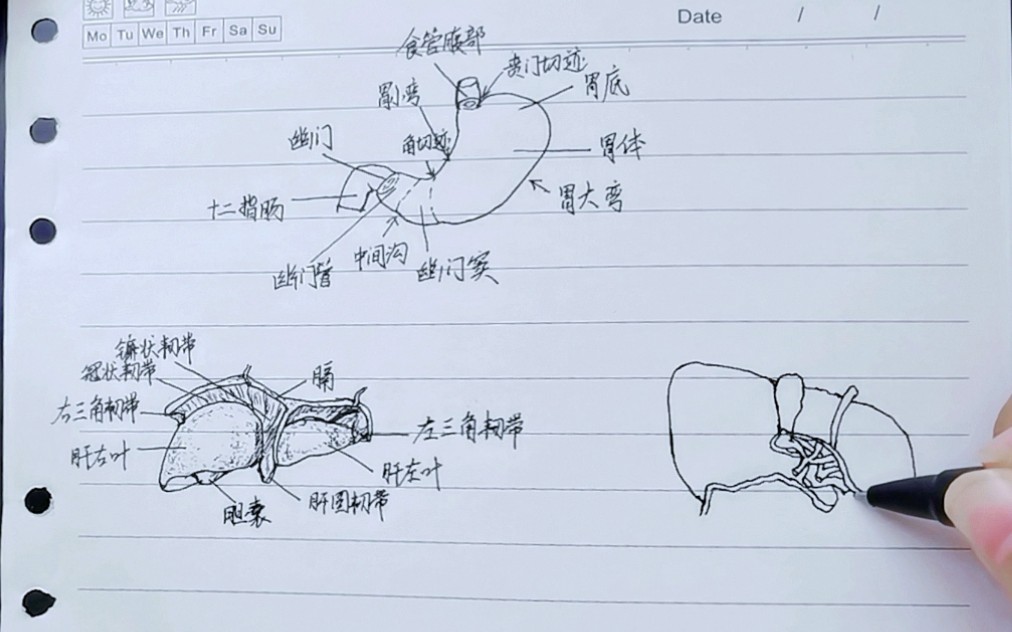 医学狗手绘【胃】【肝】,支棱起来!哔哩哔哩bilibili