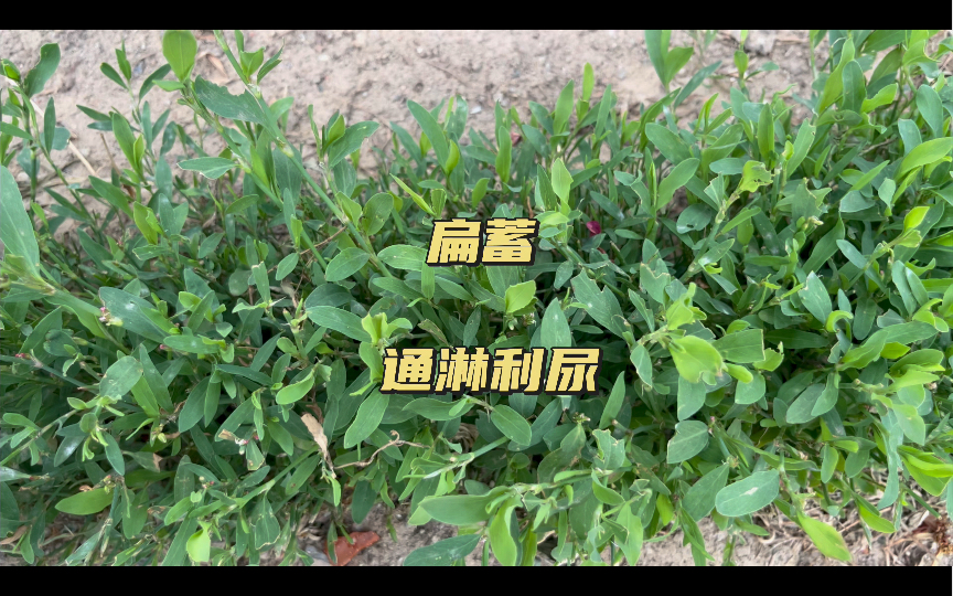 身边常见的萹蓄利尿通淋的野菜哔哩哔哩bilibili