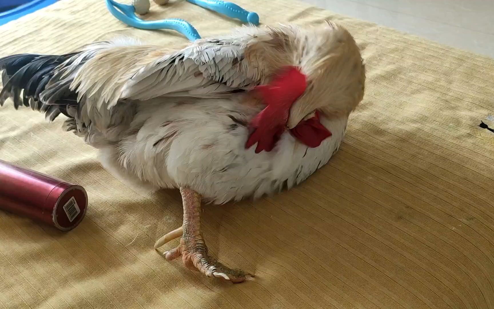 大公鸡肉肉献才艺,表演一曲胖鸡睡觉,主人表示已被萌翻