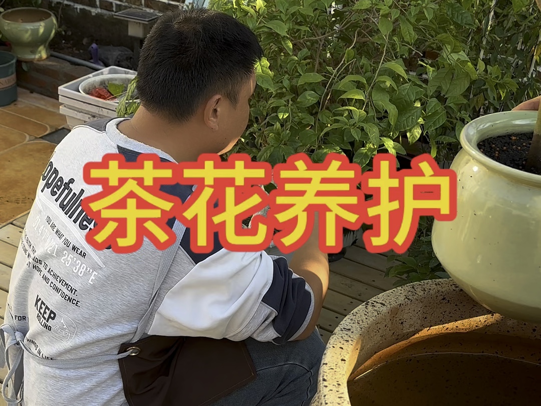 茶花养护哔哩哔哩bilibili