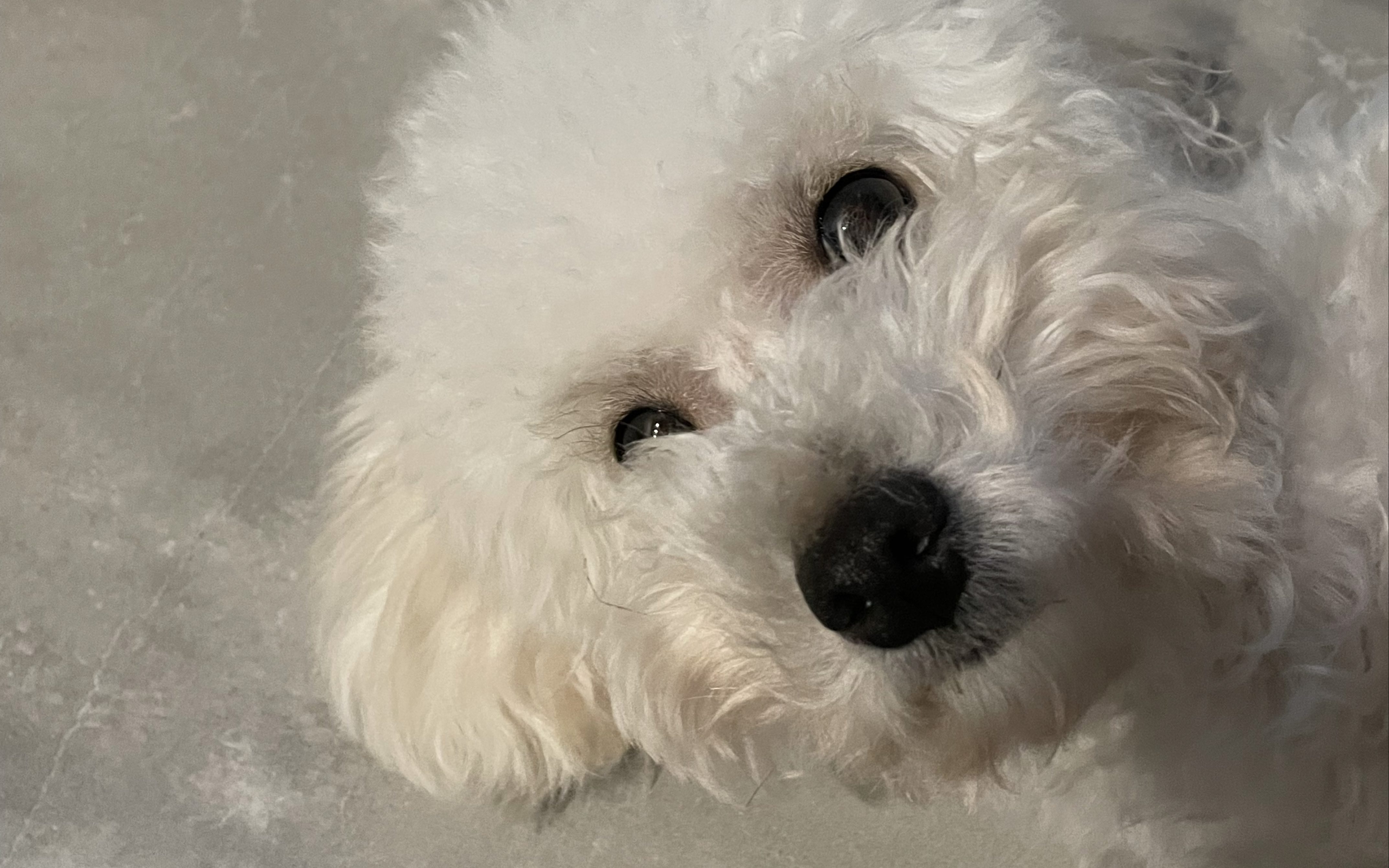 伸懒腰的的长条狗一只