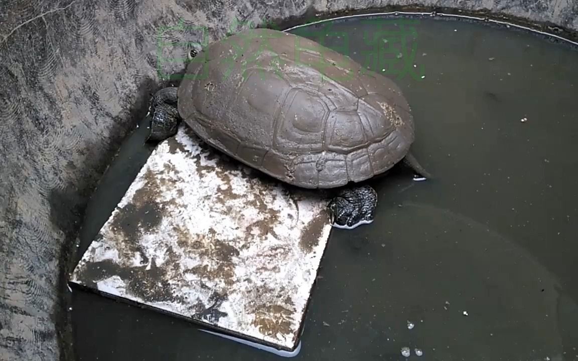 [图]黄帝都城及黄帝针经的中华文化传承及其与汉马王堆灸经、针灸甲乙经和针灸大成的关系