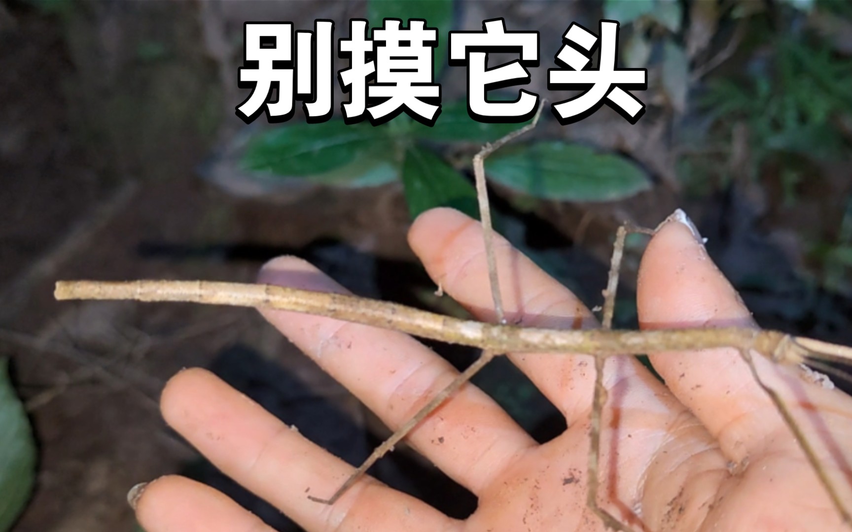 [图]你家那的竹节虫能长多大