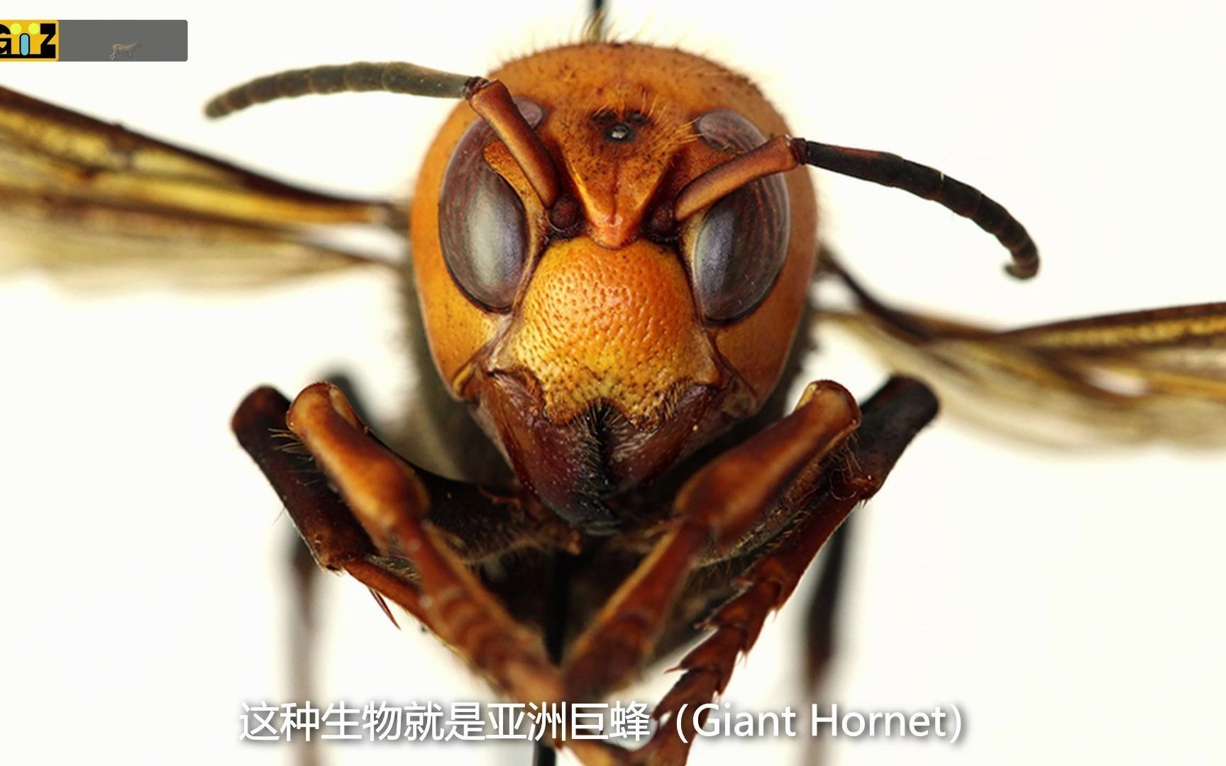 昆虫界的mma?大黄蜂会缠斗虎头蜂会有怎样的结果?_哔哩哔哩_bilibili