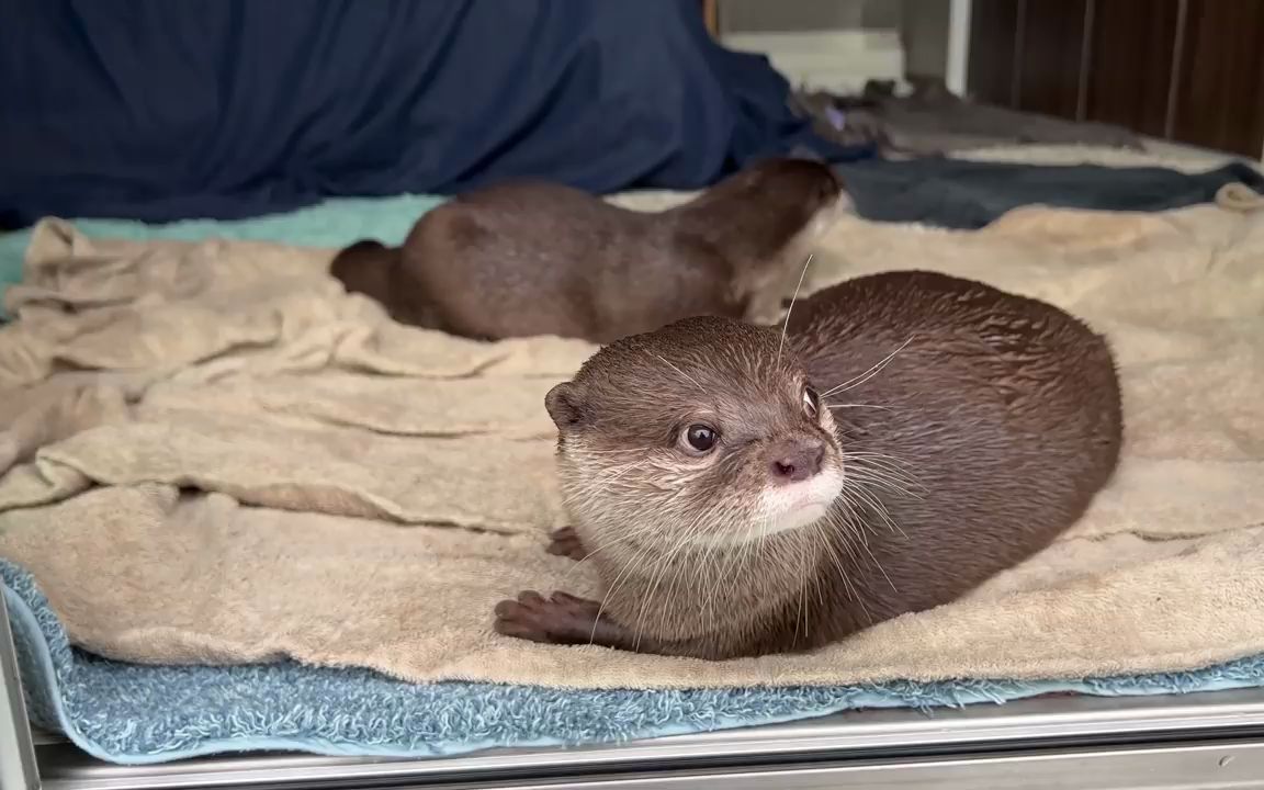 [图]KOTSUMET｜乌鸦和水濑 A Crow Visits The Otters Again and Again