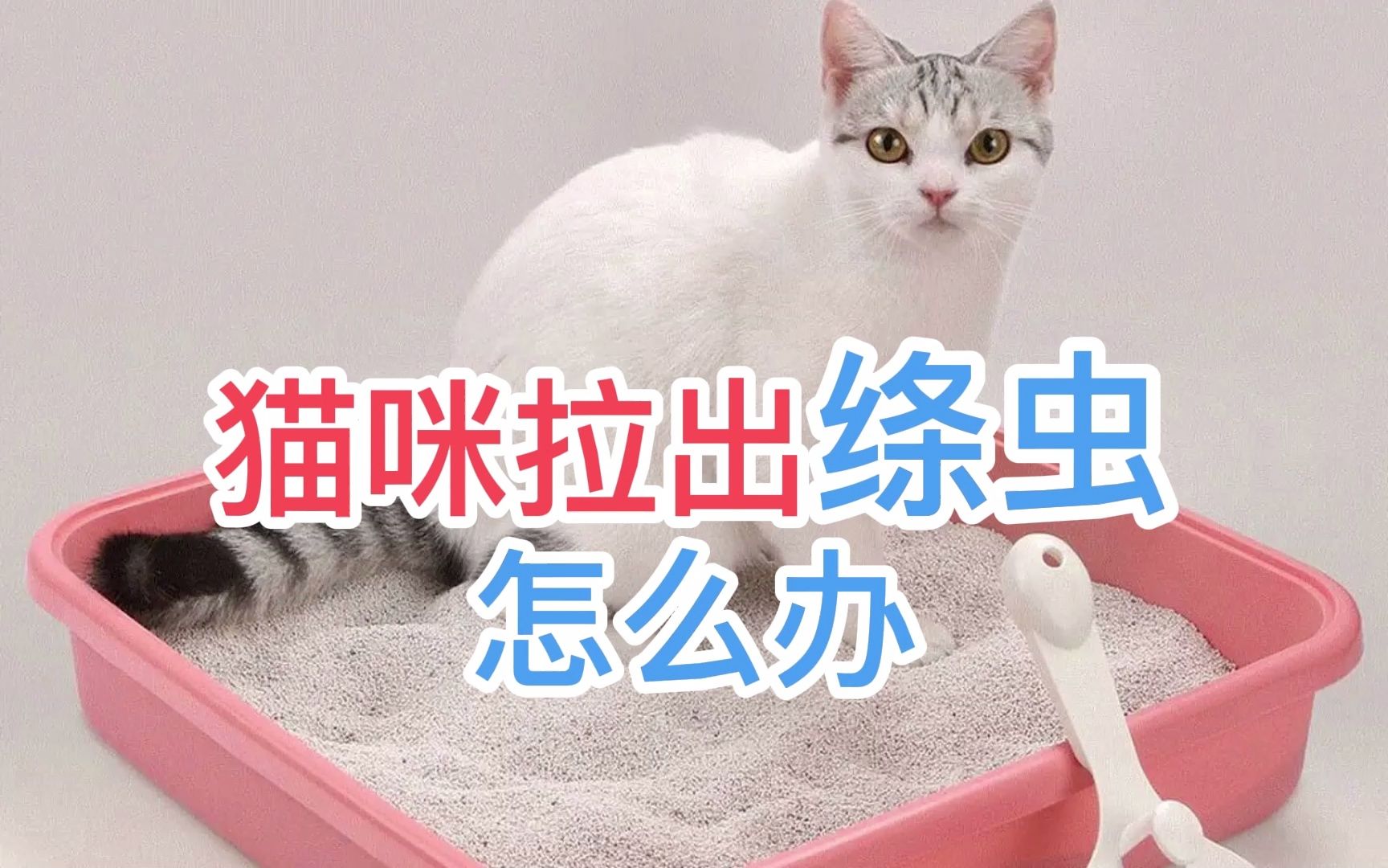 猫咪拉出绦虫怎么办