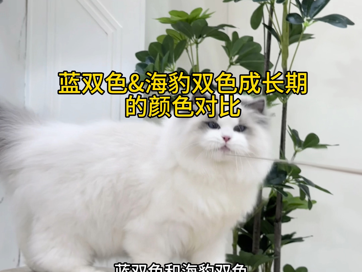 海双和蓝双在成长期的颜色变化对比