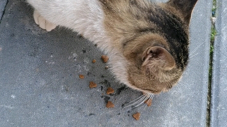 拯救一只快饿死了的流浪猫