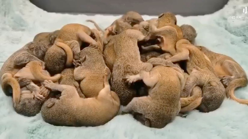 黄山松鼠9715幼崽,无比亲人!_哔哩哔哩_bilibili