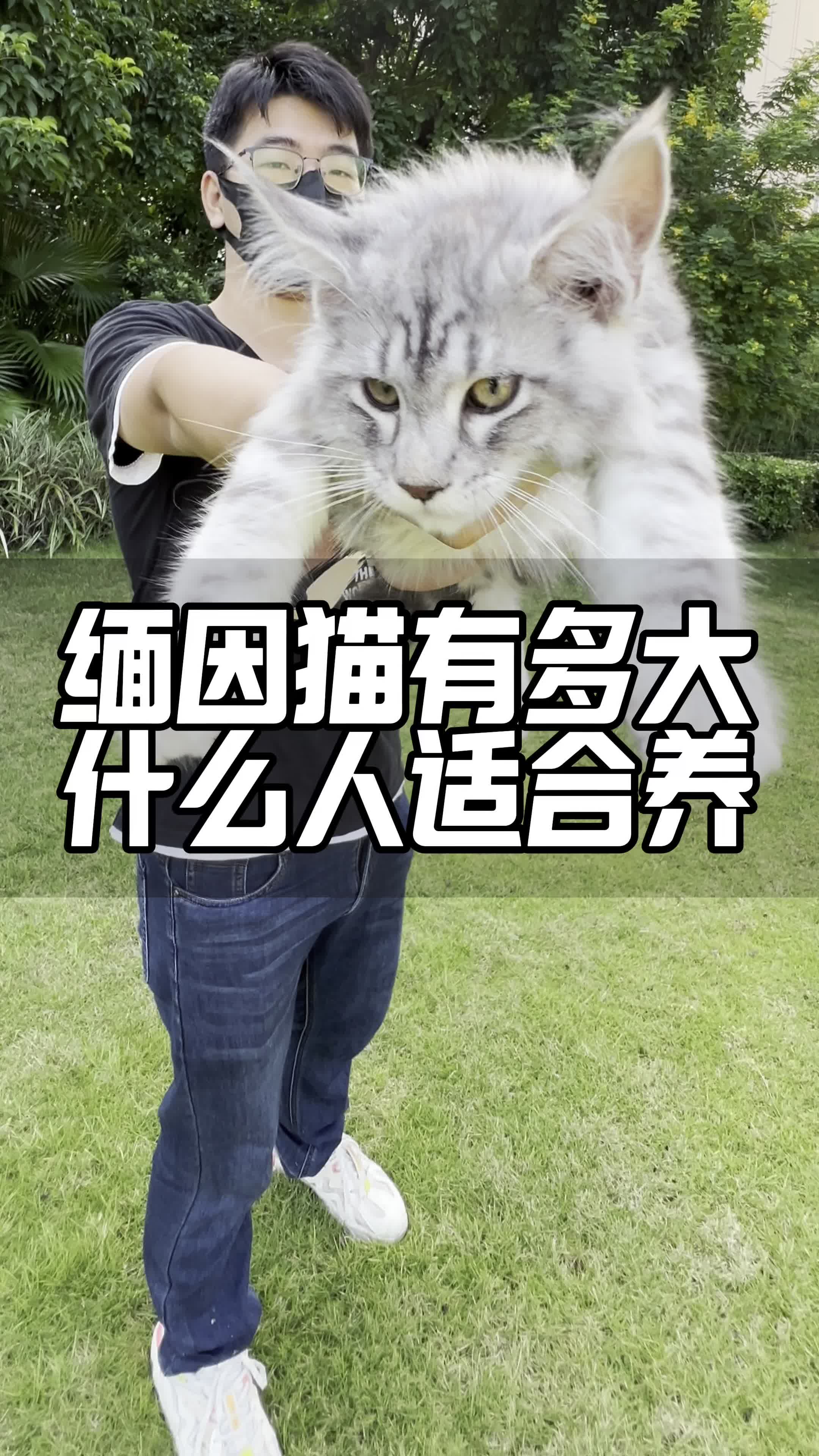 缅因猫能长多大?缅因猫品相怎么看?什么人适合养缅因猫?这样就对了!#萌宠推荐官 #缅因猫 #银虎斑缅因猫哔哩哔哩bilibili