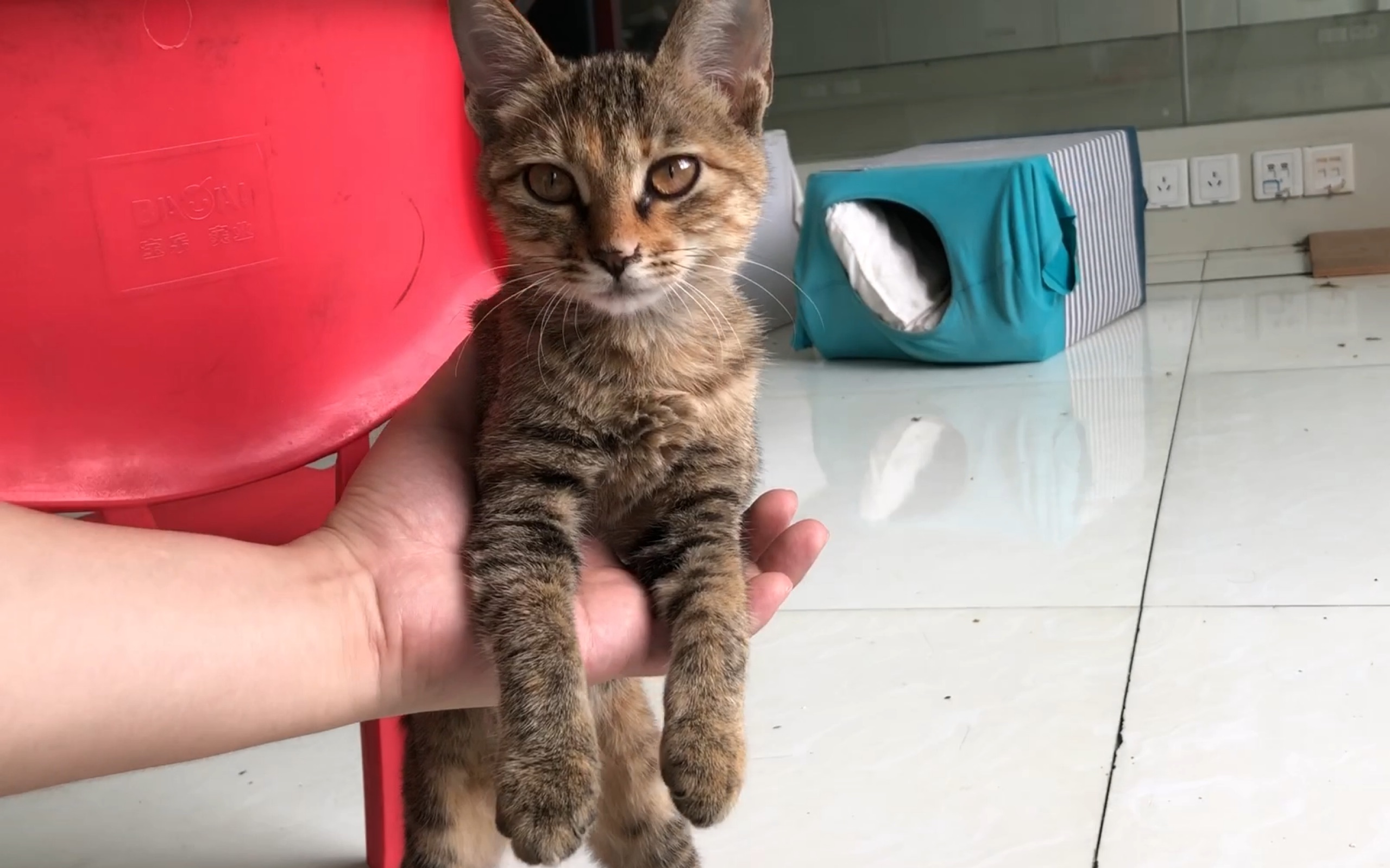 【狸猫】极通人性的狸花猫,分别前依依不舍,招之即来