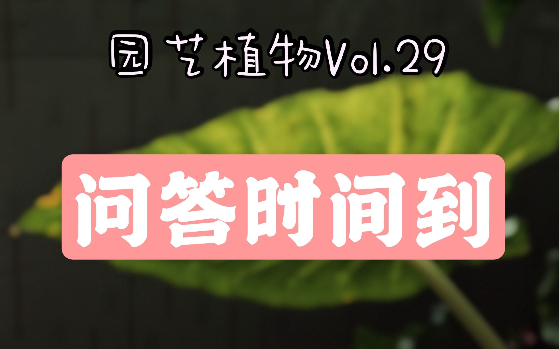 [图]【园艺植物Vol.29】动态问答 本期知识点密集 希望有用！ 秋海棠/龟背竹/海芋/蔓绿绒