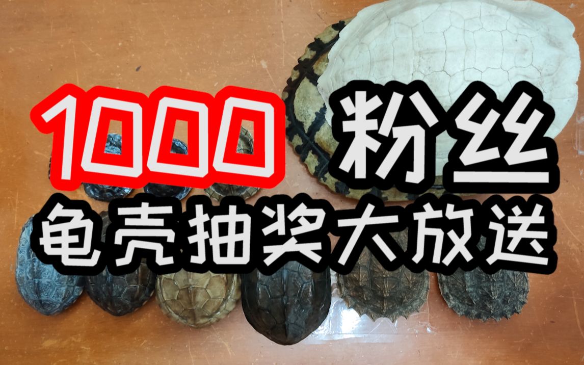 千粉龟壳大放送