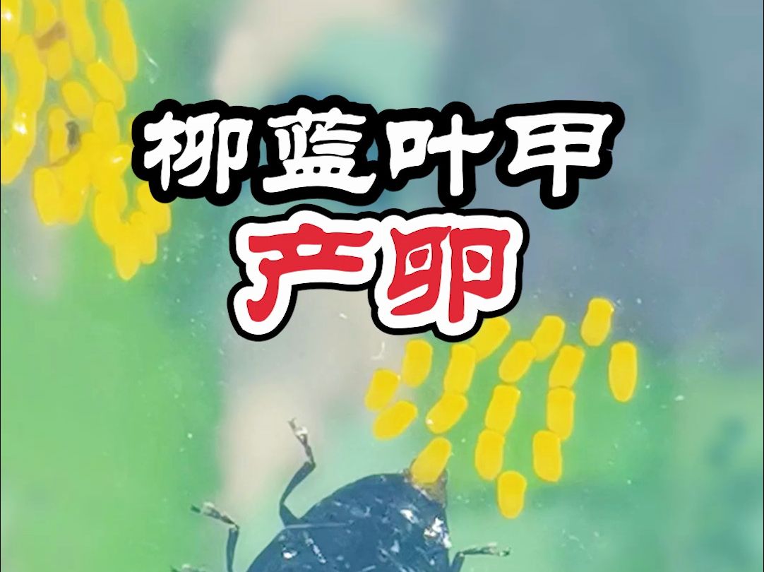 【少科ⷨ‰丛日记】柳树上闪着金属光泽的蓝色甲虫哔哩哔哩bilibili