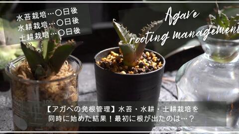 龙舌兰发根管理 水苔 水培 土培同时开始的结果 アガベの発根管理 水苔 水耕 土 耕栽培を同時に始めた結果 最初に根が出たのは 哔哩哔哩 Bilibili