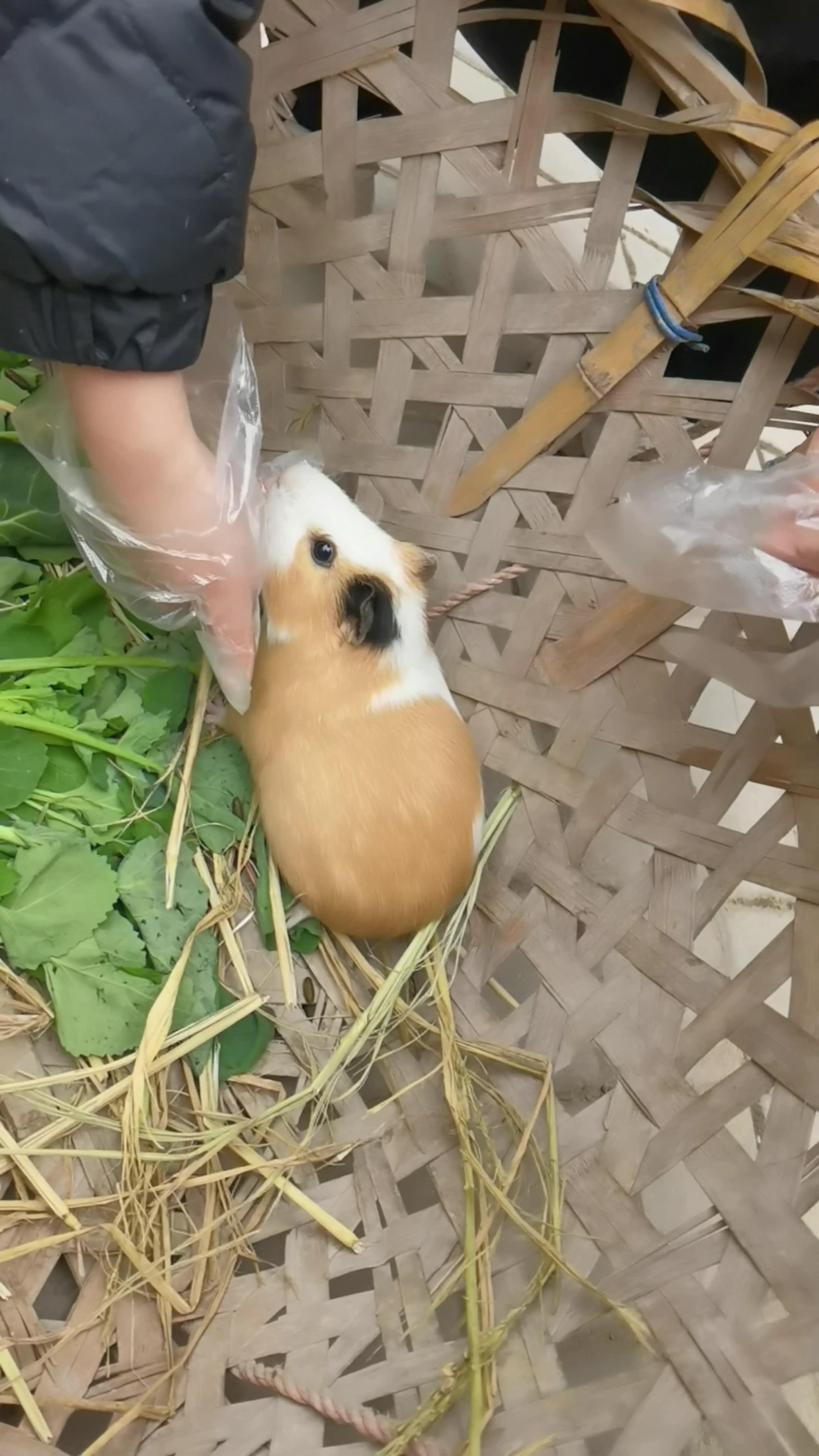 哈哈!养了三年的大母鼠颜值怎样