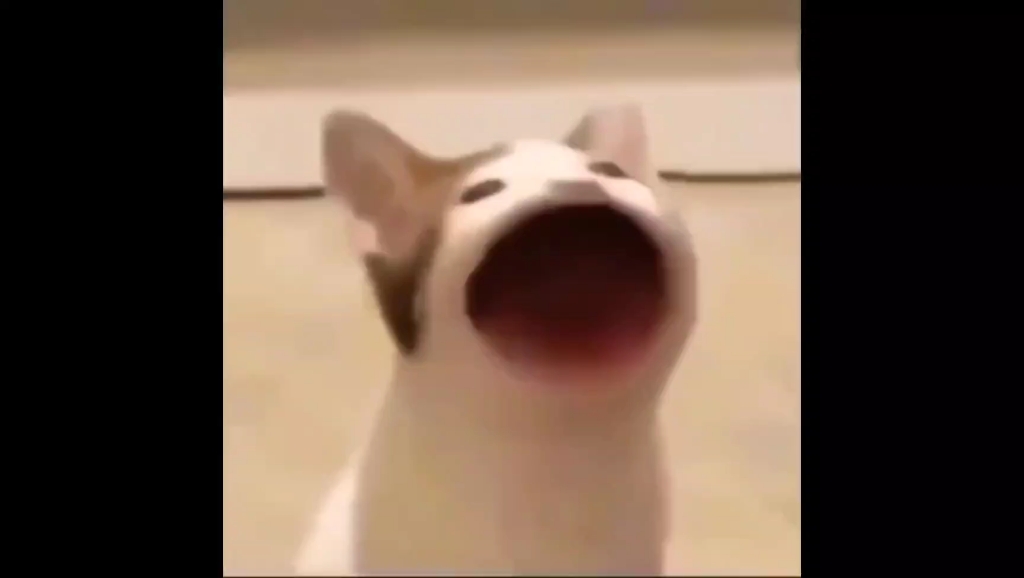 [微信8.0] popo猫(=~ω~=) 无水印素材