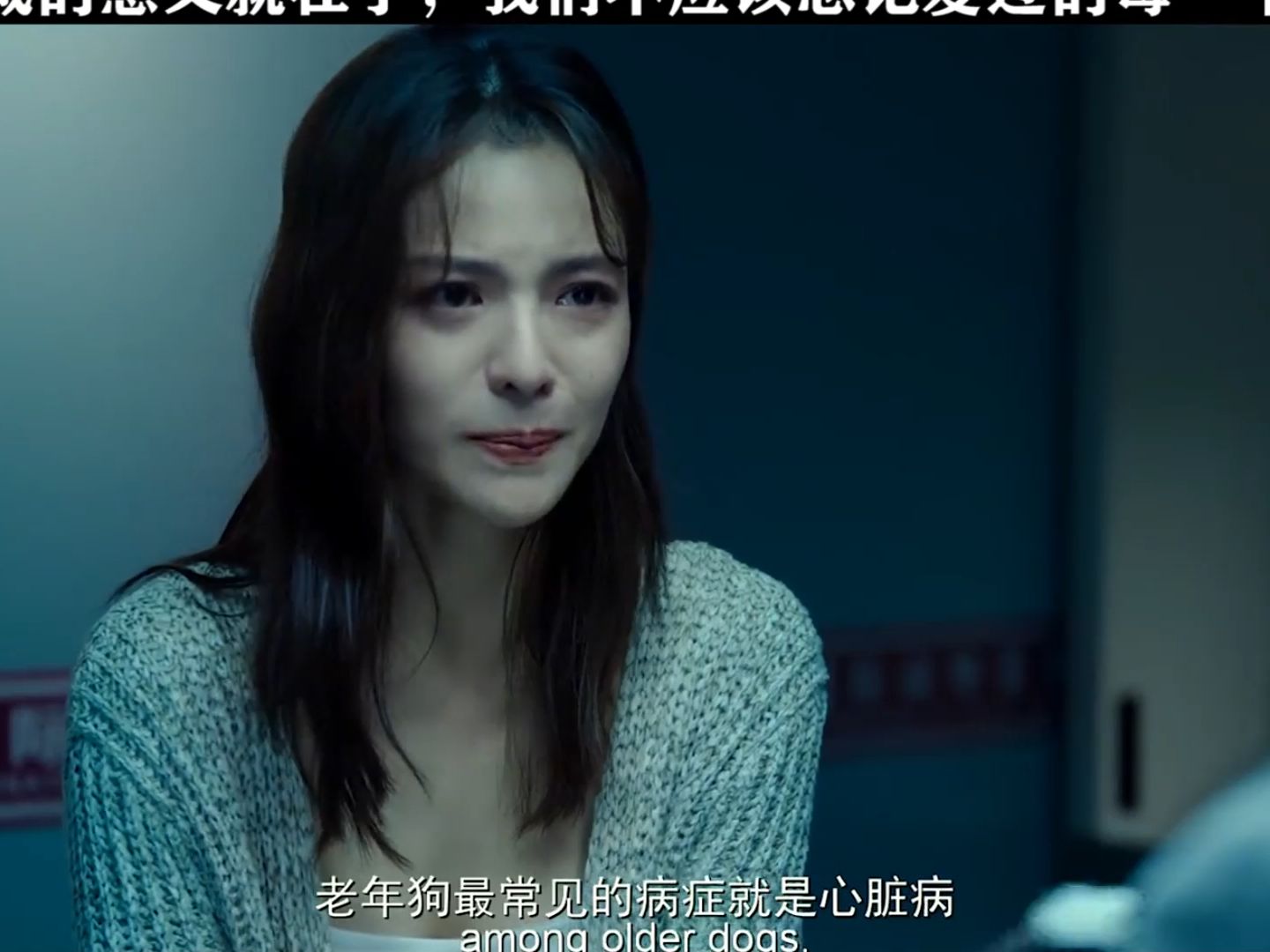 豪七把自己的一生都给了它的主人 #宠爱 #陈伟霆 #钟楚曦