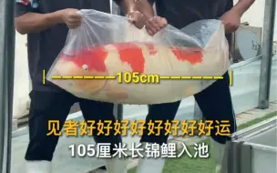 Скачать видео: 见者好好好好好…好运！105厘米长锦鲤入池！您的网友已开启超长许愿模式❤️