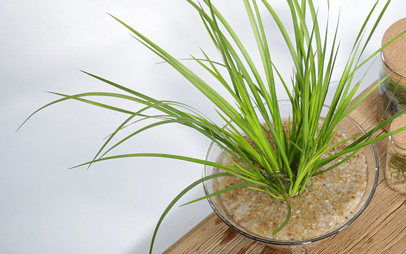 胧月菖蒲 水培_哔哩哔哩_bilibili