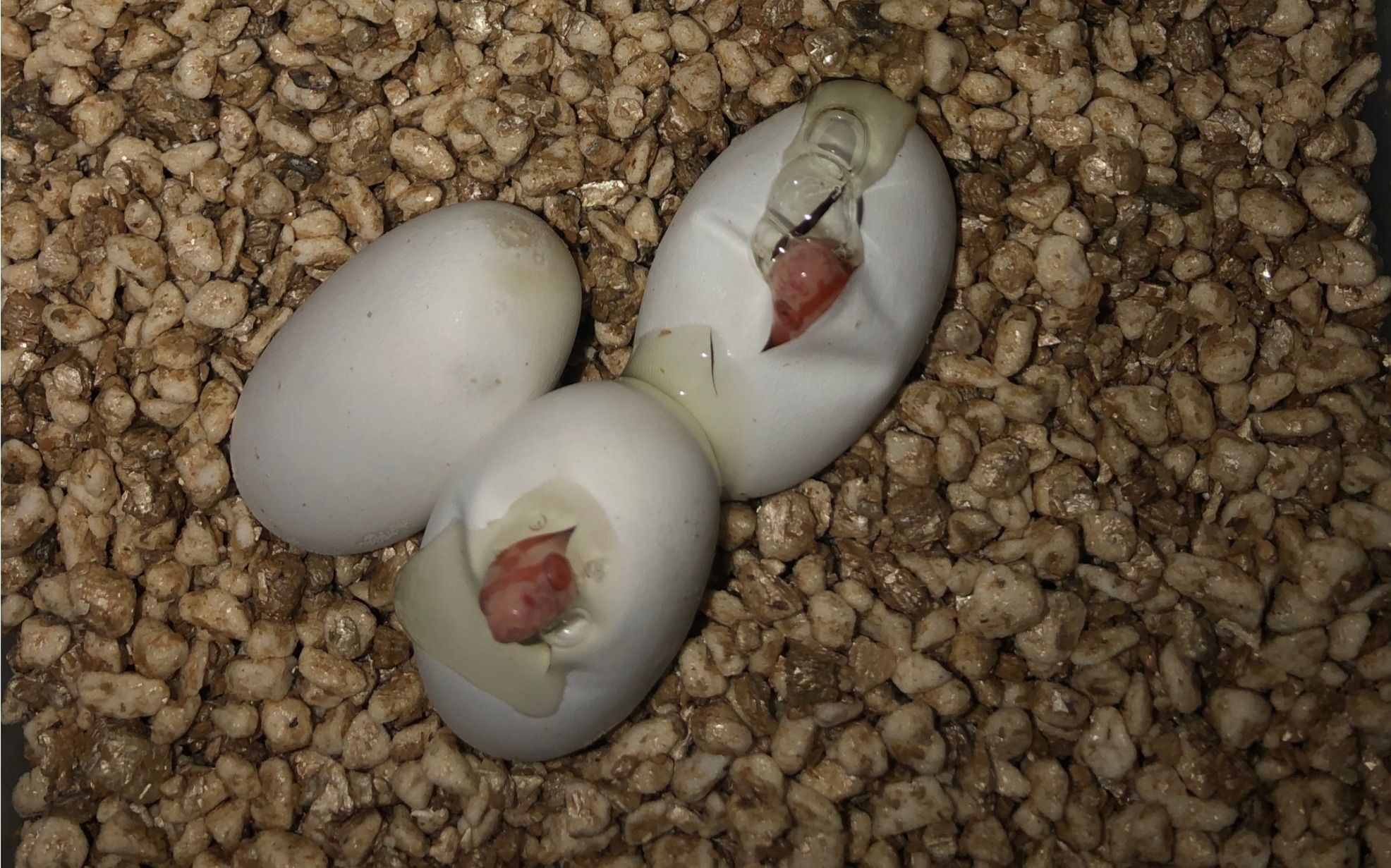 玉米蛇出壳了_哔哩哔哩 (゜-゜)つロ 干杯~-bilibili