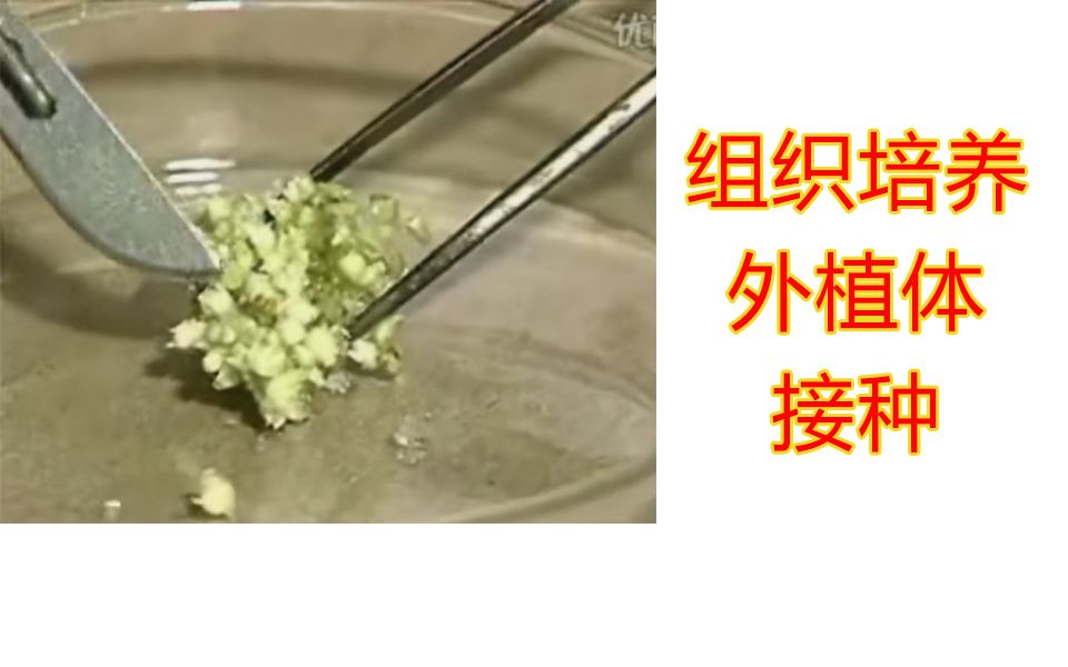 [图]【实验】植物组织培养外植体接种操作规范及注意事项