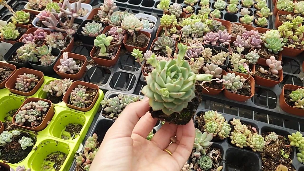 多肉品种繁多香奈儿状态很好超漂亮