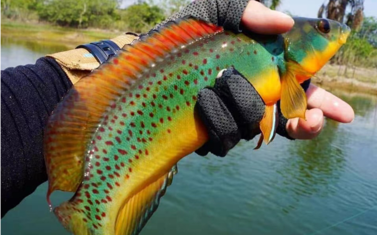 【dream fish】3年的孽缘,终于到了个人孔雀龙生涯的终章!