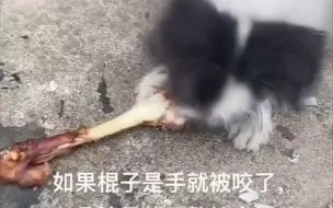 Tải video: 狗子护食差点咬到手，被我暴打