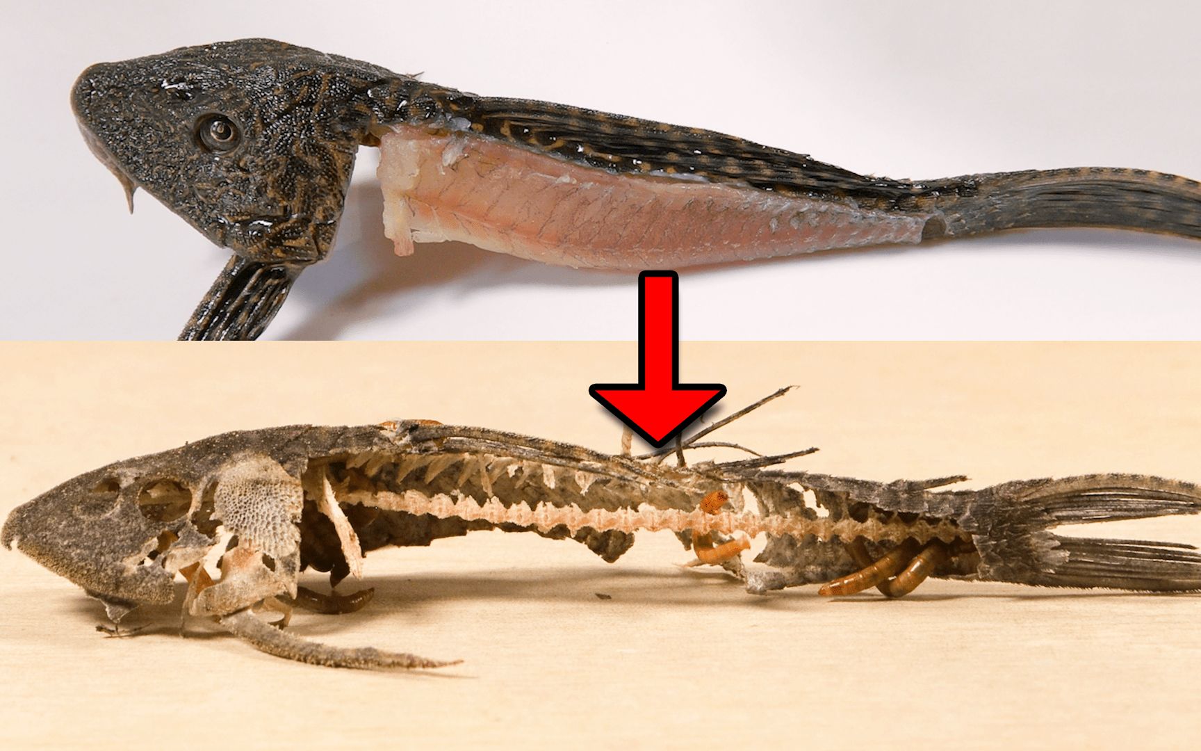 清道夫vs1000条面包虫,单纯想瘦身