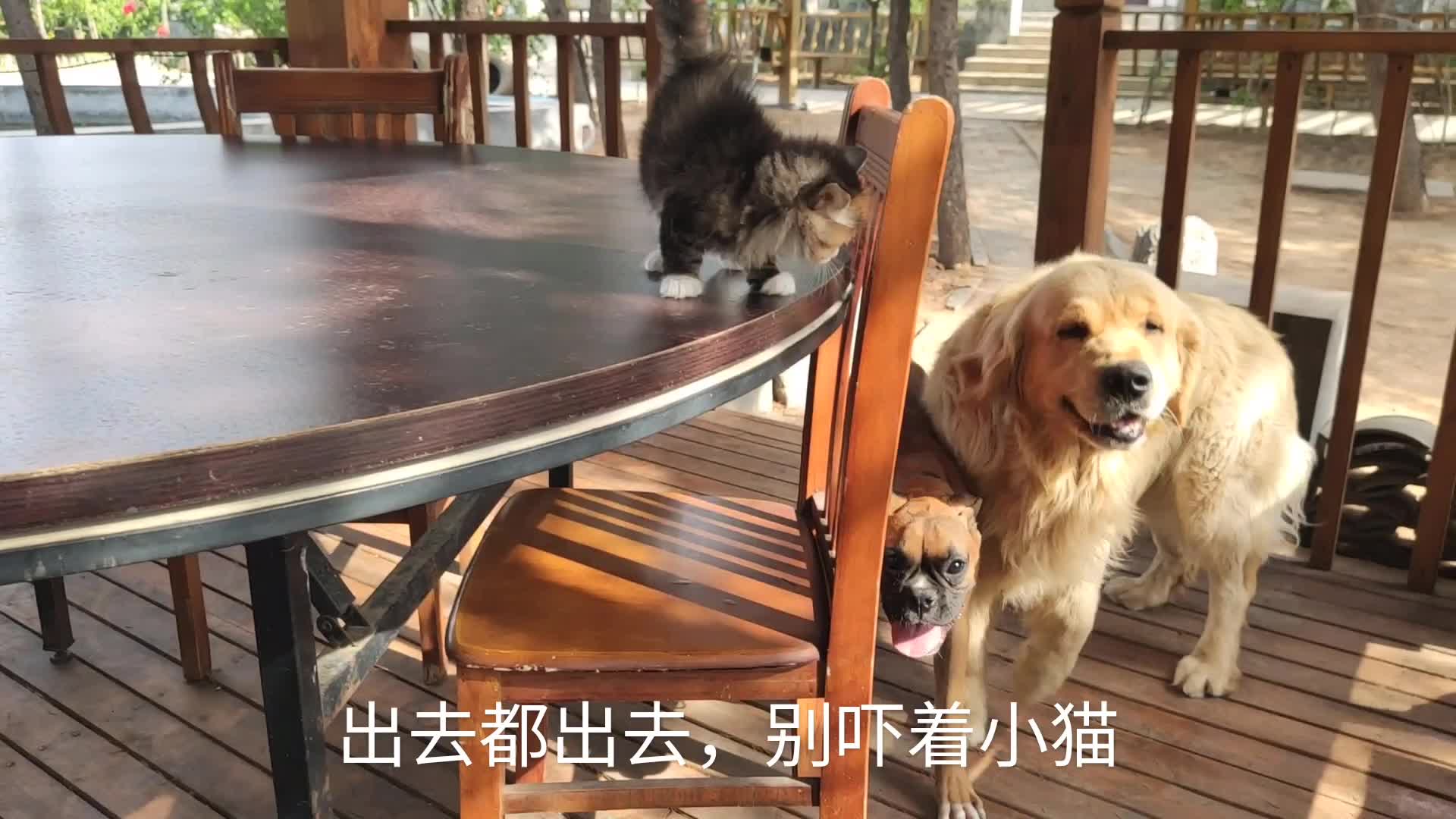 [图]3条狗疯狂朝7只猫仔跑来，刚满月小猫吓坏了，主人会什么办