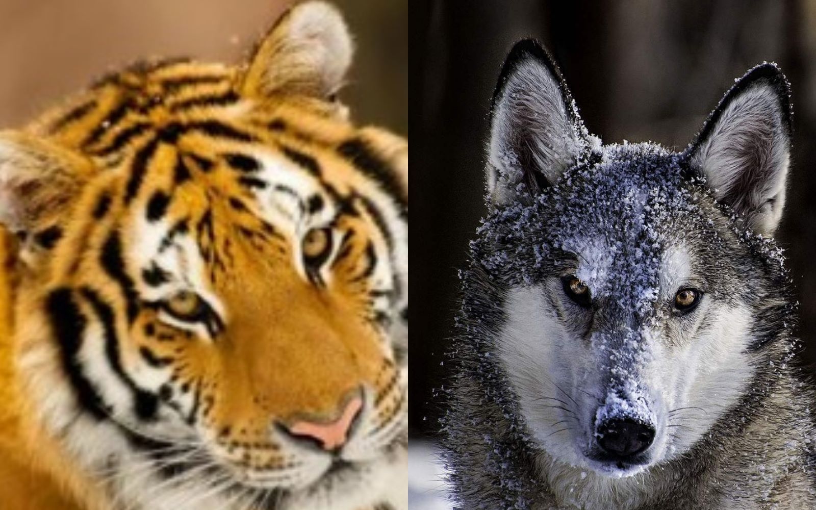 【堂良堂】不要说这等虎狼之词(三)(重传)