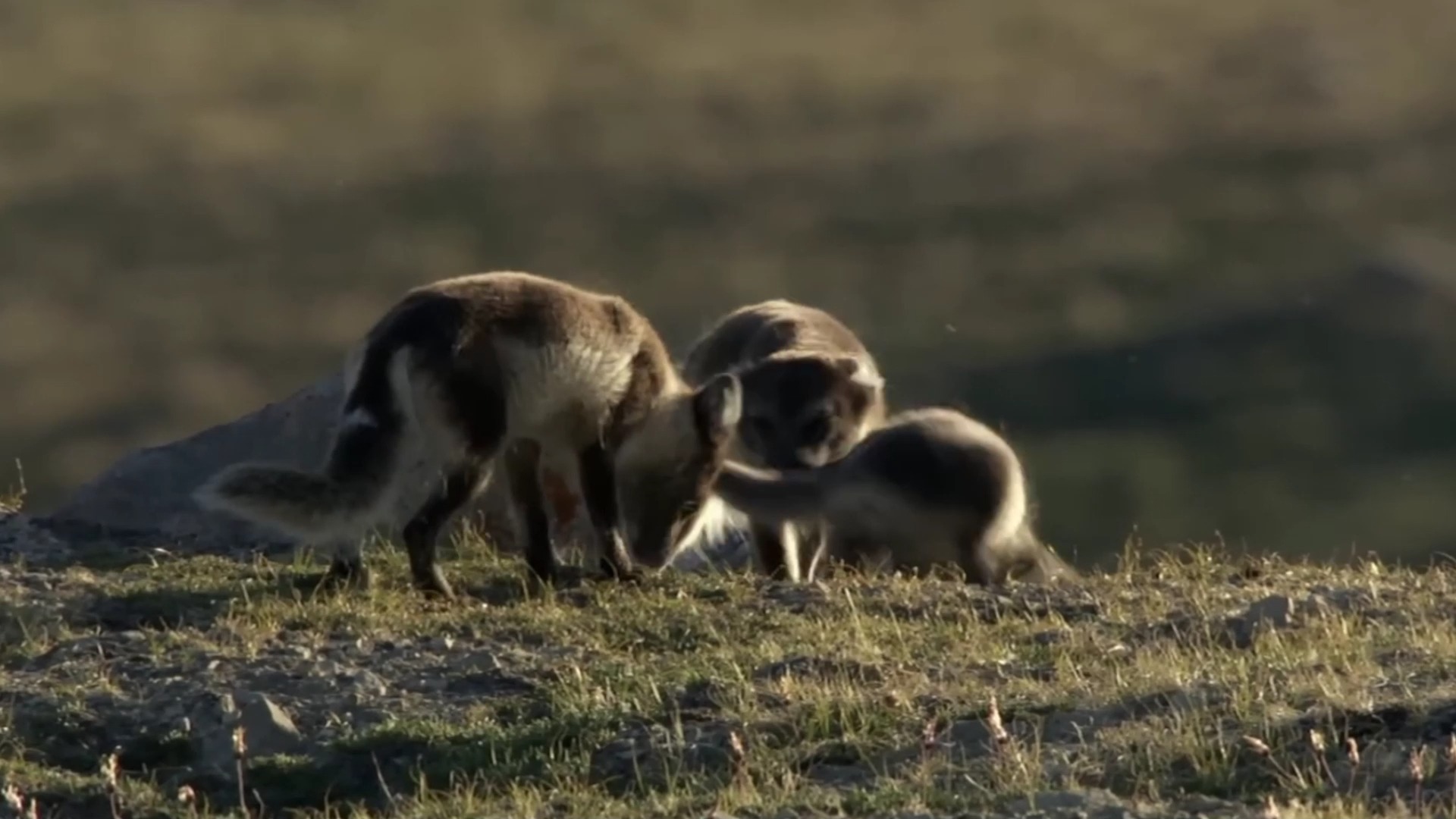 北极狐夫妇收获五个幼崽,为了养大幼崽,可谓是殚精竭虑