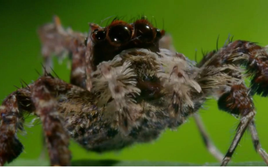 【英语趣视频】孔蛛,一种吃蜘蛛的蜘蛛.A spidereating spider哔哩哔哩bilibili