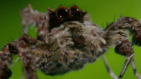 英语趣视频 孔蛛 一种吃蜘蛛的蜘蛛 A Spider Eating Spider 哔哩哔哩