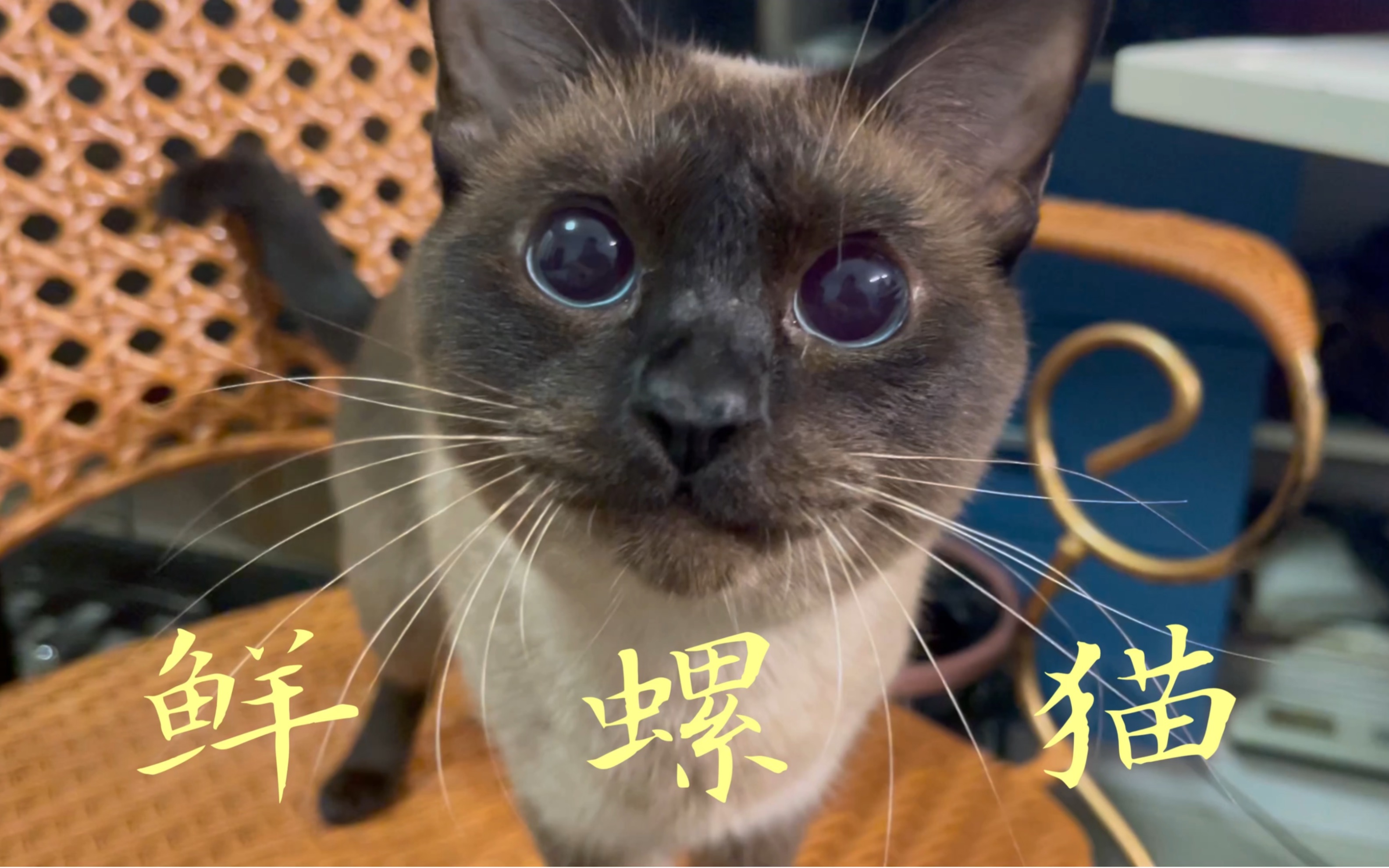 《鲜 螺 猫》哔哩哔哩bilibili