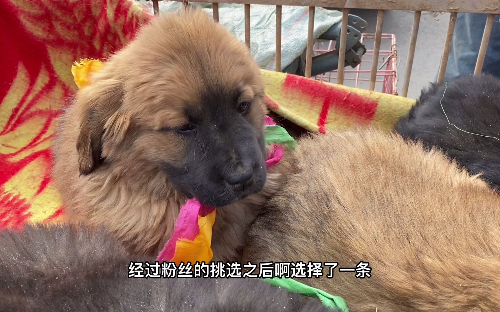 农村狗市惊现世界上最大狗之一高加索犬两百多斤站起来两米多高这也太