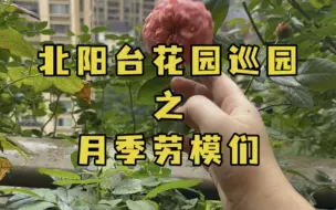 Download Video: 炎炎夏日还有哪些勤劳的月季们还在开？必须点个名表扬下🥰