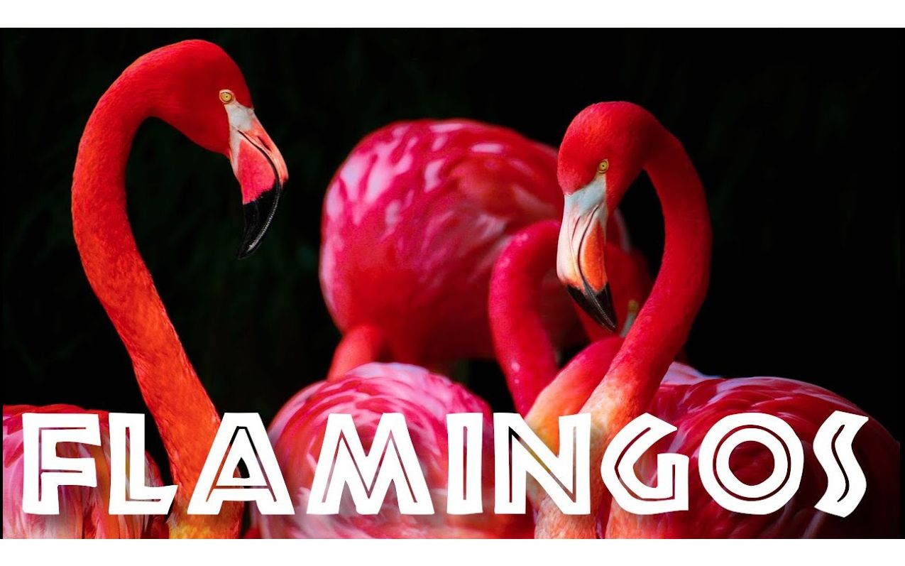 关于火烈鸟 All About Flamingos for Kids哔哩哔哩bilibili