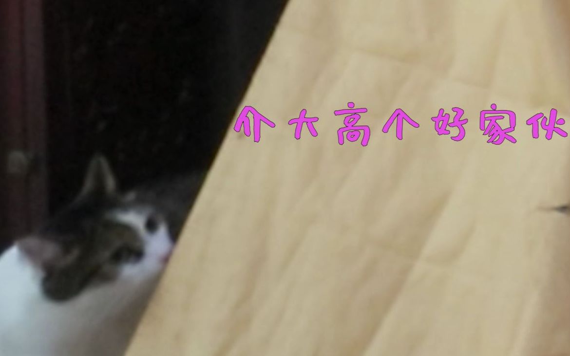 借 花 献 佛哔哩哔哩bilibili