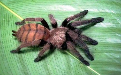 印度地老虎蜘蛛吔樱桃蟑螂