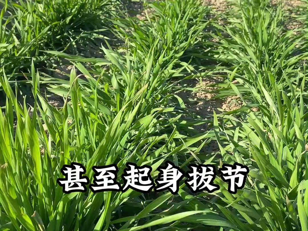 清丰哔哩哔哩bilibili