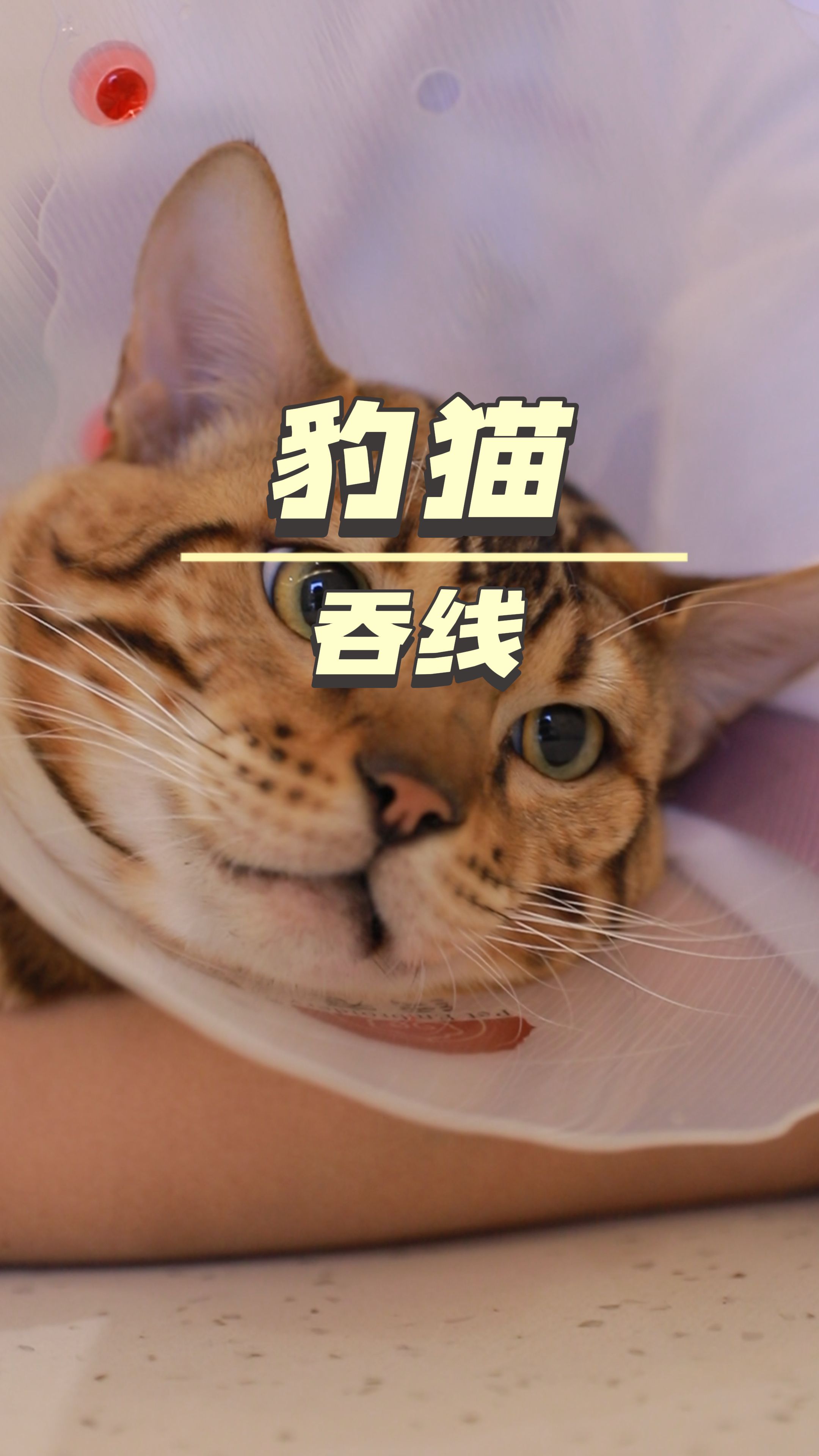 猫吞线哔哩哔哩bilibili