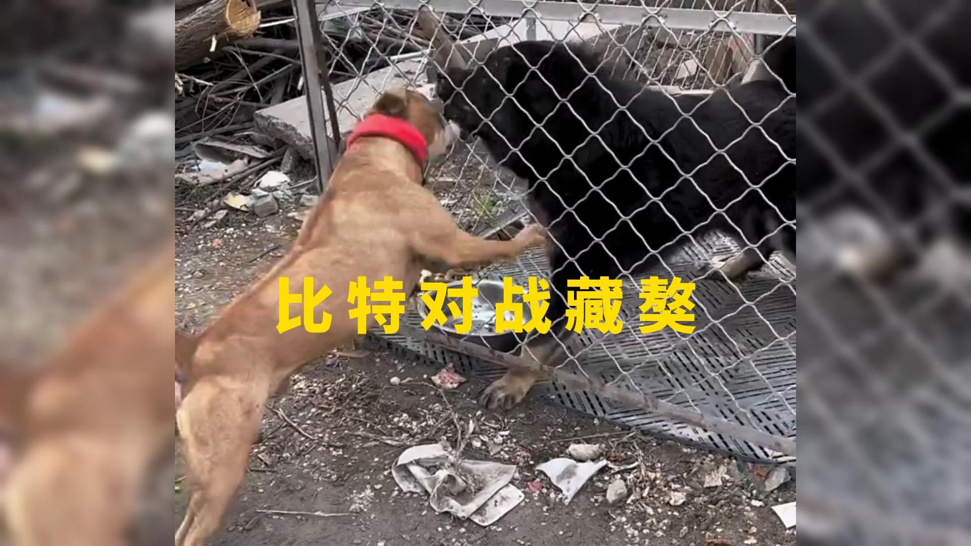 狂妄比特犬多次挑衅藏獒,不料却被藏獒全程吊打#比特犬 #藏獒 #猎犬 #真实户外 #狗狗打架哔哩哔哩bilibili