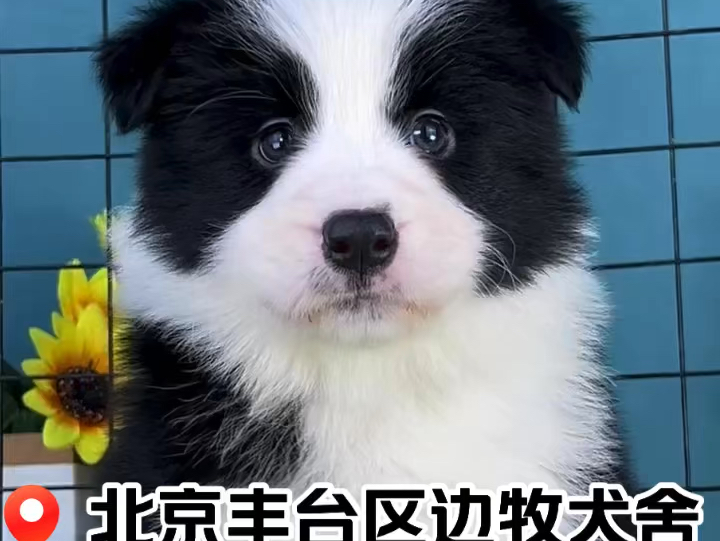 北京边牧等新家#边境牧羊犬幼犬犬舍