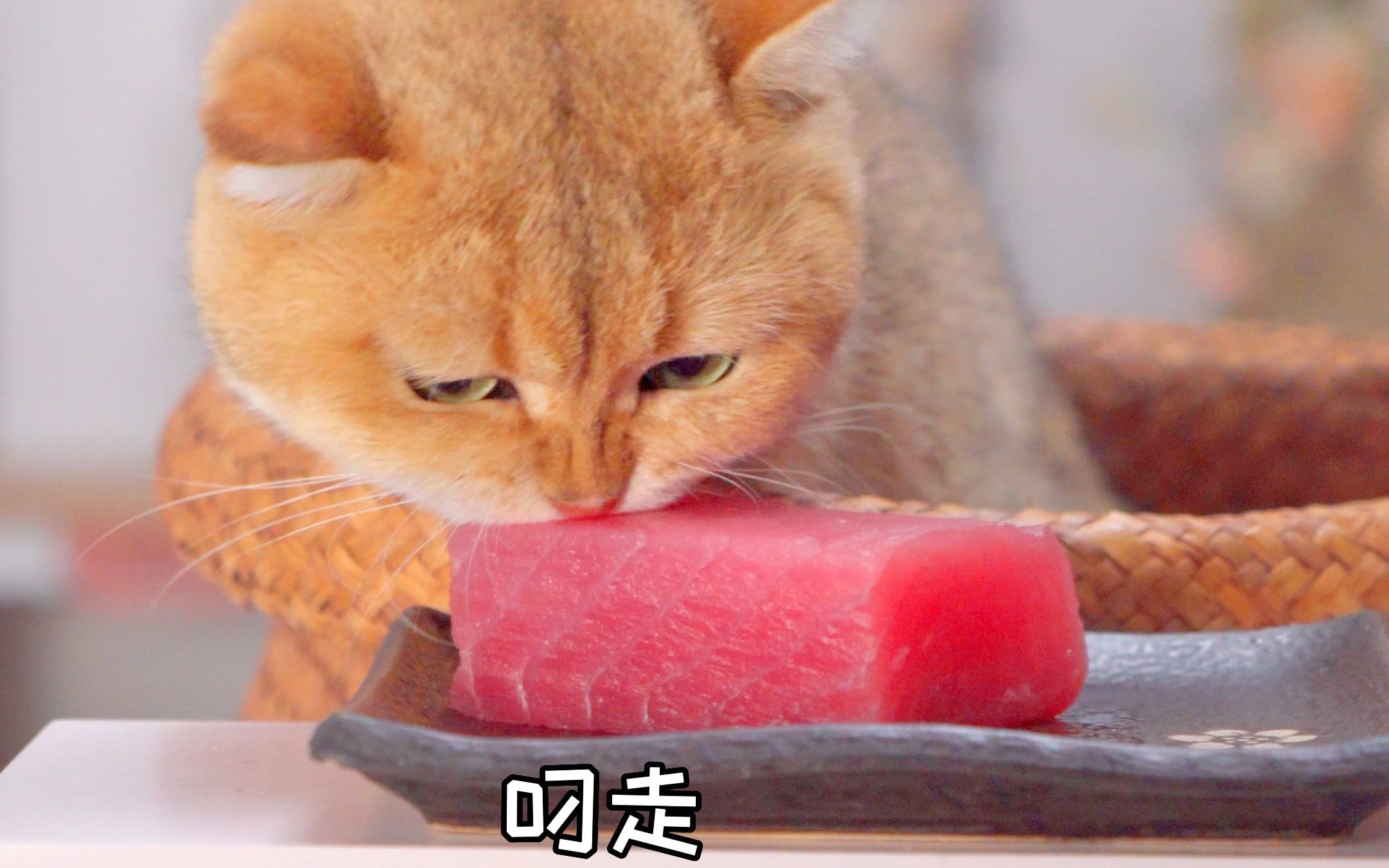 猫咪吃金枪鱼中腹,好吃到失语!哔哩哔哩bilibili