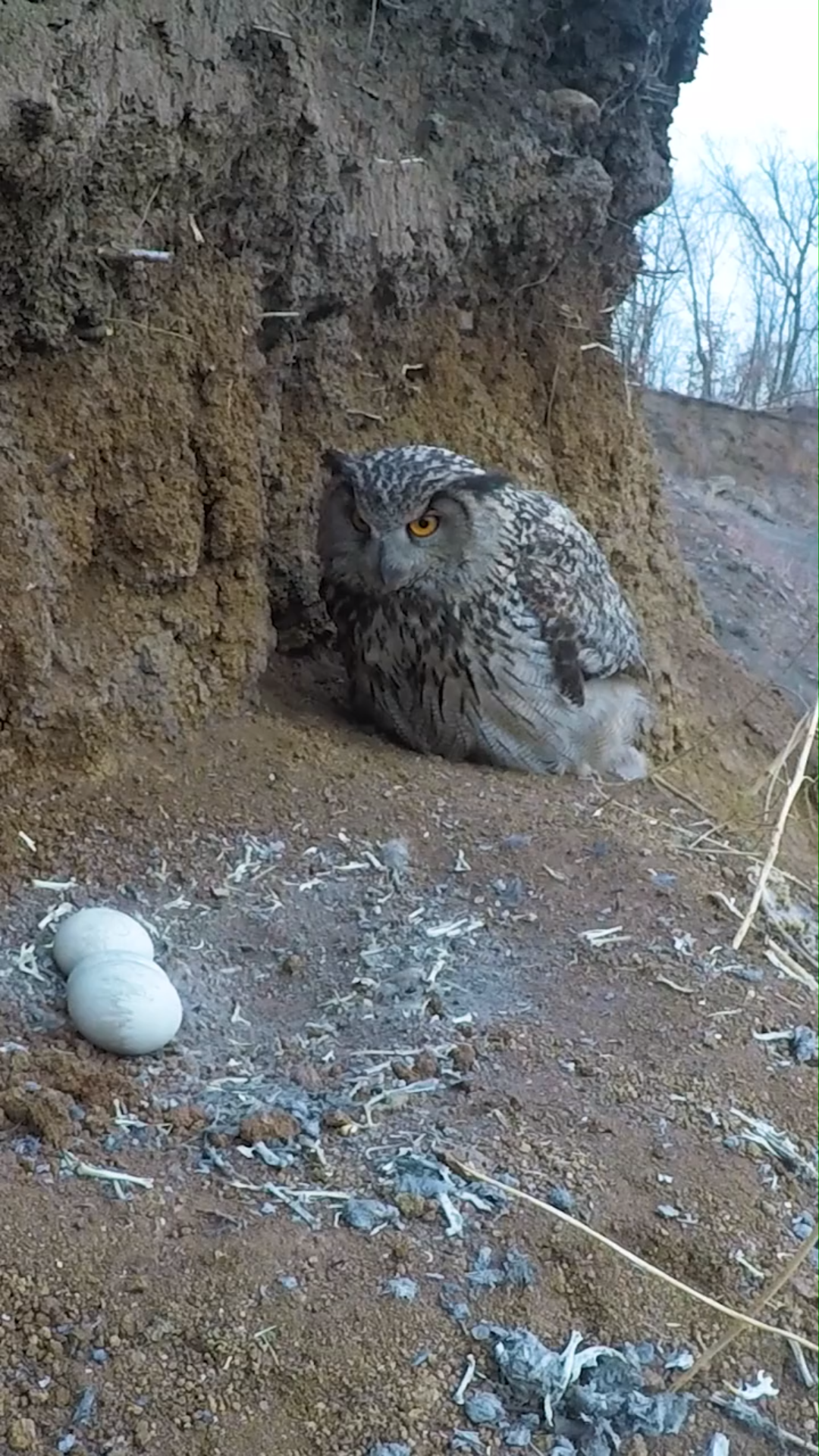 偷拍猫头鹰进窝孵蛋它还挺谨慎的看精彩
