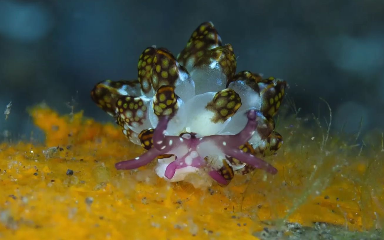 波印底美灰翼海蛞蝓图片